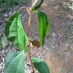 Miconia elata Feuille