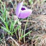 Crocus sativus Flor