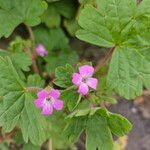 Geranium rotundifoliumFlower