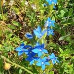 Gentiana utriculosa Virág