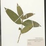 Tabernaemontana rupicola 葉