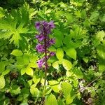 Orchis masculaFloro