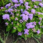 Ageratum houstonianum Hàbitat