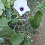 Ipomoea spathulata Habit