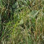 Equisetum fluviatile Flower