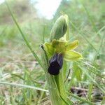 Ophrys lupercalis Mosusu