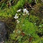 Saxifraga cernua Habit