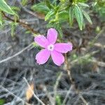 Phlox caespitosa Λουλούδι