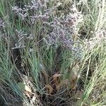 Limonium bellidifolium Hábito