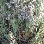 Limonium bellidifolium Habitus