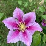 Clematis lanuginosaFlower