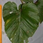 Philodendron brunneicaule Other