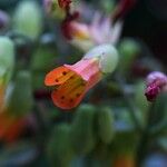 Kalanchoe marnieriana Flower