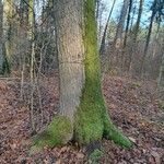 Quercus rubra 樹皮