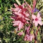 Watsonia borbonica Blüte