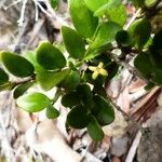 Cyclophyllum jasminifolium Vivejo