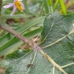 Solanum viarum Листок