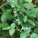 Salvia misella Leaf