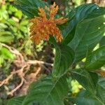 Palicourea triphylla Flor