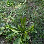Leontodon tuberosus Hábito
