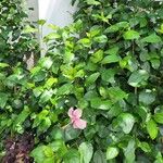 Hibiscus rosa-sinensis Feuille