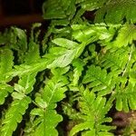 Dryopteris aemula Leht