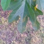 Sassafras albidum Leaf