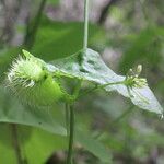 Cyclanthera carthagenensis 花