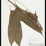 Bactris simplicifrons Folio