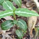 Chimaphila maculata Hoja