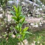 Prunus fruticosa Feuille