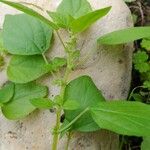 Parietaria debilis Yeri