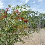 Ilex myrtifolia Habitus