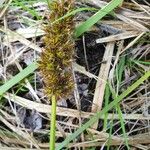 Carex lycurus Fleur