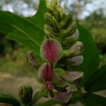 Flemingia macrophylla Yeri