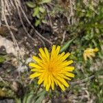 Leontodon incanus Flower