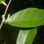 Trophis racemosa Feuille