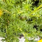 Bidens ferulifolia Levél