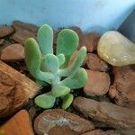 Pachyphytum garciae