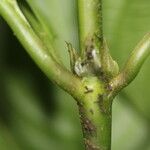 Psychotria microbotrys Corteza
