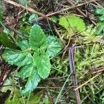 Scrophularia auriculata Leaf