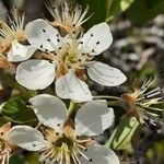 Pyrus bourgaeana Květ