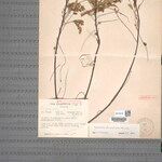 Phyllanthus microphyllinus Other