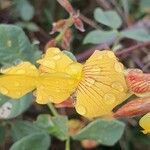 Rhynchosia minima Λουλούδι