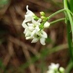 Vincetoxicum hirundinaria Flower