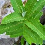 Asclepias sullivantii Листок