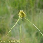 Carex lepidocarpa Virág