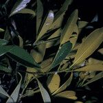Manilkara paraensis Leaf