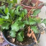 Leucanthemum ircutianum Folha