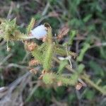 Plumbago zeylanica Frucht